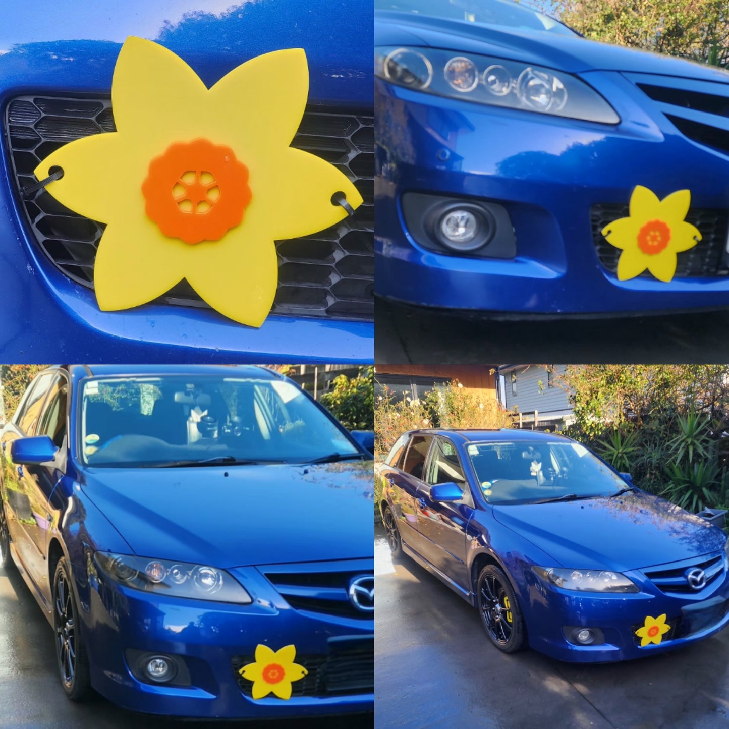 Daffodil Car Bloom
